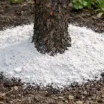 A bőséges szilvatermés titka egy tavaszi porban rejlik. a-boseges-szilvatermes-titka-egy-tavaszi-porban-rejlik.png