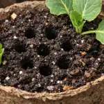 A káposztapalánták megmentése a tavaszi levegőhiány miatti elszáradástól a-kaposztapalantak-megmentese-a-tavaszi-levegohiany-miatti-elszaradastol.png