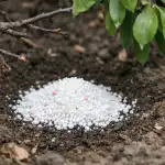 A szilvafa üres ágainak titka a közönséges kálium hiányában rejlik. a-szilvafa-ures-againak-titka-a-kozonseges-kalium-hianyaban-rejlik.png