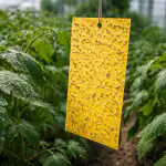 A tavaszi fehérlegy elleni védekezés titkos módszere végleg megtisztítja az üvegházát a-tavaszi-feherlegy-elleni-vedekezes-titkos-modszere-vegleg-megtisztitja-az.png