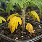 A tavaszi trágyázás fő hibája, avagy miért sárgulnak a paradicsompalánták a nitrogéntől a-tavaszi-tragyazas-fo-hibaja-avagy-miert-sargulnak-a-paradicsompalantak.png