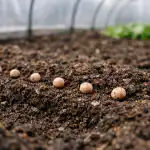 A titkos ültetési módszer a hatalmas, ropogós retek tavaszi üvegházi ültetéséhez a-titkos-ultetesi-modszer-a-hatalmas-ropogos-retek-tavaszi-uveghazi.png