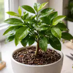 Az ablakpárkányon lévő citrom sárgul és hullatja a leveleit, és mi tudjuk, hogyan lehet gyorsan megmenteni. az-ablakparkanyon-levo-citrom-sargul-es-hullatja-a-leveleit-es.png