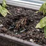 Az ablakpárkányon lévő paprikacsemeték hirtelen hervadásának fő oka az-ablakparkanyon-levo-paprikacsemetek-hirtelen-hervadasanak-fo-oka.png