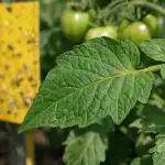 Egy elfelejtett módszer a paradicsom fehérlegy elleni védekezésre, amely néhány nap alatt megtisztítja a leveleket. egy-elfelejtett-modszer-a-paradicsom-feherlegy-elleni-vedekezesre-amely-nehany.png