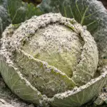 hogyan-menthetjuk-meg-az-oszi-kaposztatermest-a-feherlegy-fertozestol-egy-egyszeru.png