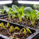 Miért hervadnak el a káposzta palánták tavasszal fény nélkül, és hogyan lehet megmenteni a palántákat? miert-hervadnak-el-a-kaposzta-palantak-tavasszal-feny-nelkul-es.png