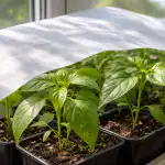 Paprika palánták megóvása a tavaszi naptól egy egyszerű trükkel paprika-palantak-megovasa-a-tavaszi-naptol-egy-egyszeru-trukkel.png