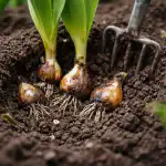 Tavasszal hagymák megmentése vagy miért nem hajlandóak virágozni a tulipánok a felesleges víz miatt? tavasszal-hagymak-megmentese-vagy-miert-nem-hajlandoak-viragozni-a-tulipanok.png